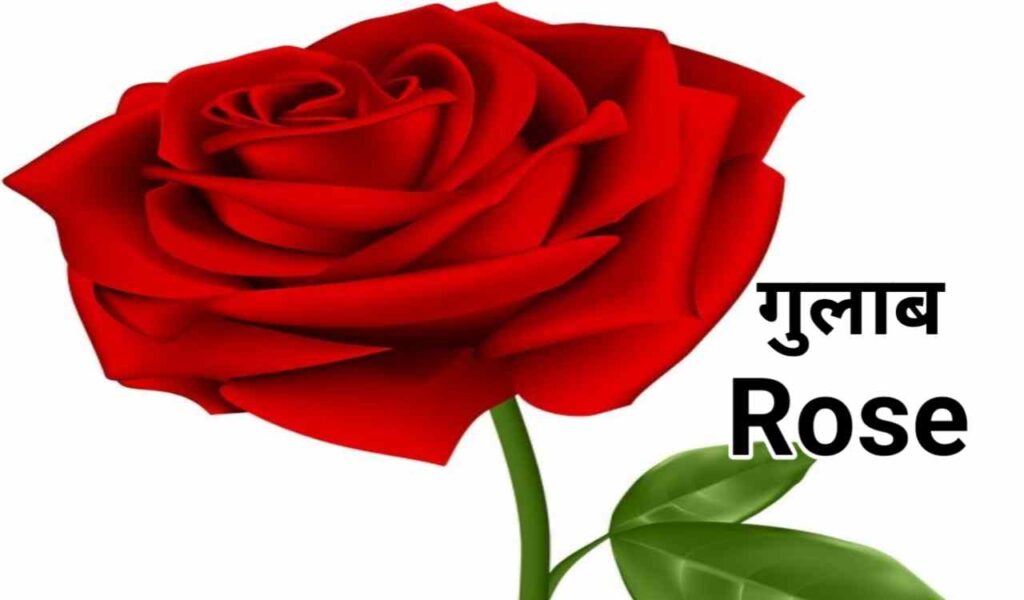 Phoolon KE Naam Hindi Mein | 100 फूलों के नाम हिंदी में